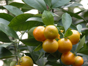 Foundations in Clinical Aromatherapy